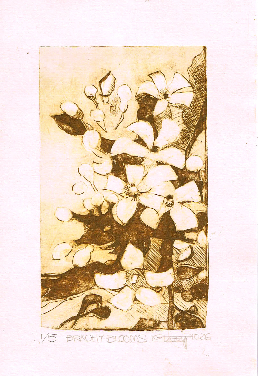 Brachy blooms 2026
